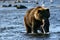 Brown bear on kodiak island