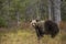 Brown bear in Kuusamo, Lapland, Northern Finland