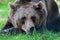 a brown bear laying on top of a lush green field of grass next to a forest filled with trees