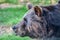 a brown bear laying on top of a lush green field of grass next to a forest filled with trees