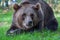 a brown bear laying on top of a lush green field of grass next to a forest filled with trees