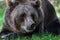 a brown bear laying on top of a lush green field of grass next to a forest filled with trees