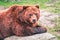 a brown bear laying on top of a rock in the grass