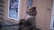 Brown bear with leash and muzzle is forced to sit on chair in human position.