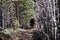 Brown bear leaves man on road in pine Scandinavian forest