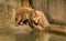 Brown bear on a ledge over pool