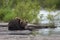 Brown bear is lies on the river Bank