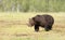 Brown bear male crossing a swamp in summer