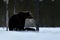 Brown bear with moose carcass late in the evening