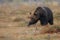 Brown bear in the nature habitat of finland land