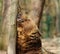 Brown bear near tree trunk