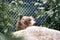 Brown bear peeking over a rock