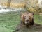Brown Bear Playing in Water