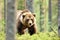 Brown bear powerful pose in forest at summer