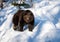 Brown bear prowling around in the snow in winter - National Park Bavarian Forest