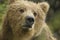 Brown Bear in the rain. McNeil River, Alaska.