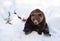 Brown bear relaxing in the snow in winter - National Park Bavarian Forest