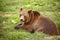 Brown bear resting