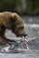 Brown bear ripping up salmon