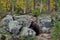 Brown Bear on the Rocks