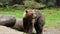 Brown bear rubs his body on wood