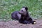 A brown bear's cub is prepearing to eat its apple