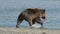 Brown bear with salmon on river