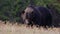 A brown bear searching food in a meadow surrounded by forests in the Carpathian mountains.