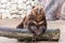 Brown bear sits relaxed