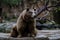 Brown bear sitting