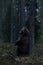 Brown bear sitting against a tree in the forest late in the evening. Bear sitting in the forest