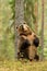 Brown bear sitting against a tree, save the forest