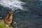 Brown bear sitting beside the Brooks River, watching salmon and ready to pounce, just below Brooks Falls, Katmai National Park, Al