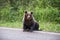 Brown bear sitting on the roadside. Wild animal on road