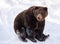 Brown bear sitting in the snow in winter - National Park Bavarian Forest