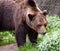 Brown bear in Skansen park