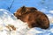 Brown bear sleeping on the snow