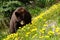 Brown bear sniffing yellow dandelions on a hill slope