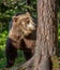 Brown Bear sniffs tree in the summer forest.