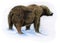 Brown bear on snow