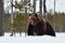 Brown bear on snow early at spring, powerful pose