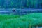 Brown Bear, and snow in June, in Kuusamo region, Finland