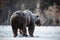 Brown Bear on the snow. Rear view.  Snowfall.