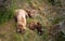 Brown bear sow and cubs sleeping