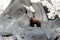 Brown bear in the Spring by the sea. Far East,