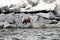 Brown bear in the Spring by the sea. Far East,