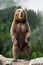 brown bear standing pictures
