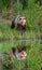 Brown bear is standing on the edge of a forest lake with a stunning reflection.