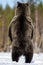 Brown bear standing on his hind legs in spring forest. Back view