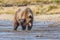 Brown bear standing in a river at Katmai Alaska